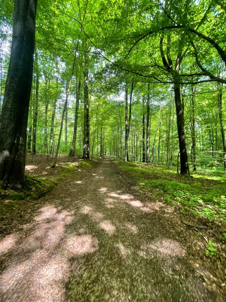 Forest trail running path with sunlight filtering through trees creating dappled light patterns while providing natural shade for weekend long runs.
