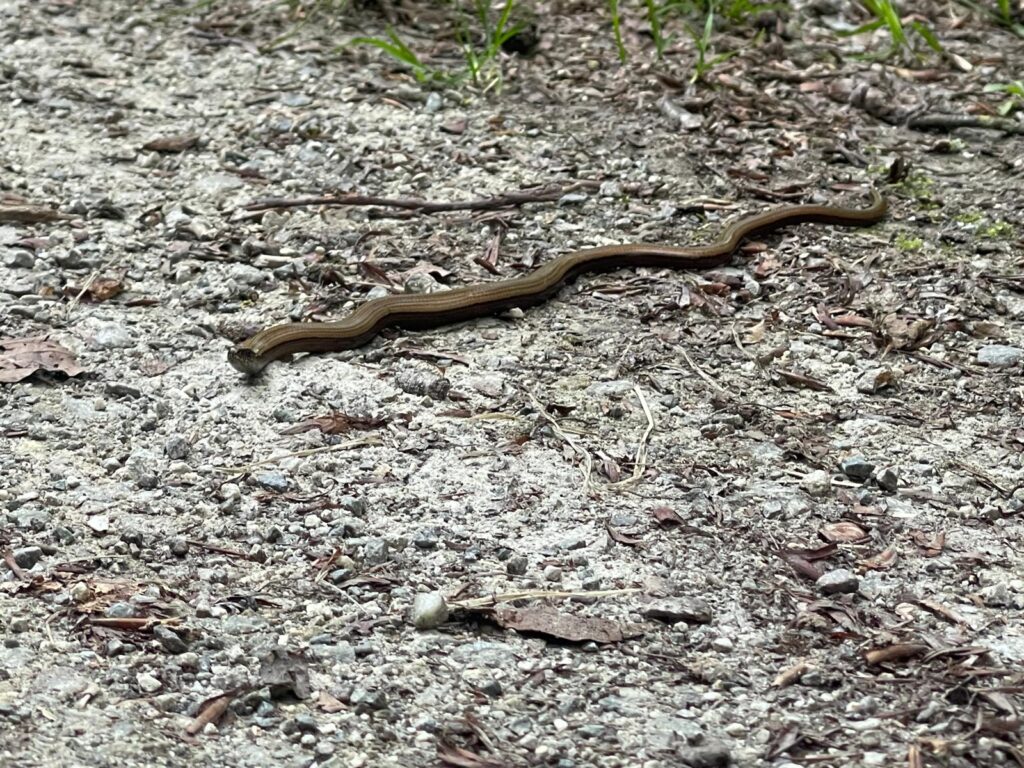 A snake slithering across a forest trail, blending into the path.