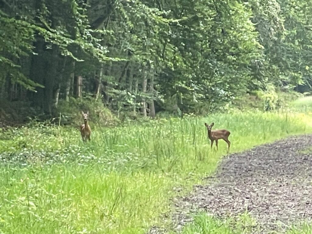 Two young deer fawns standing on a quiet forest trail.